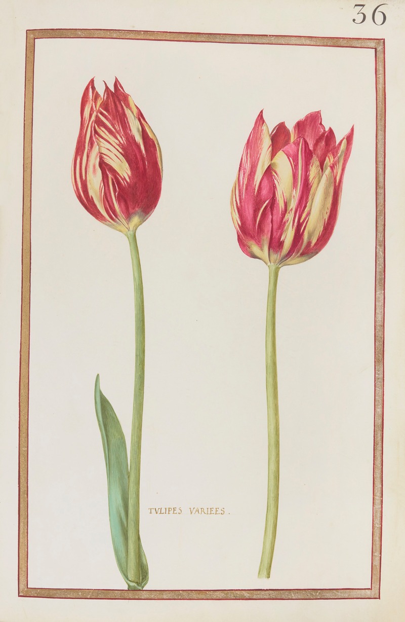 Daniel Rabel - Tulipes variées