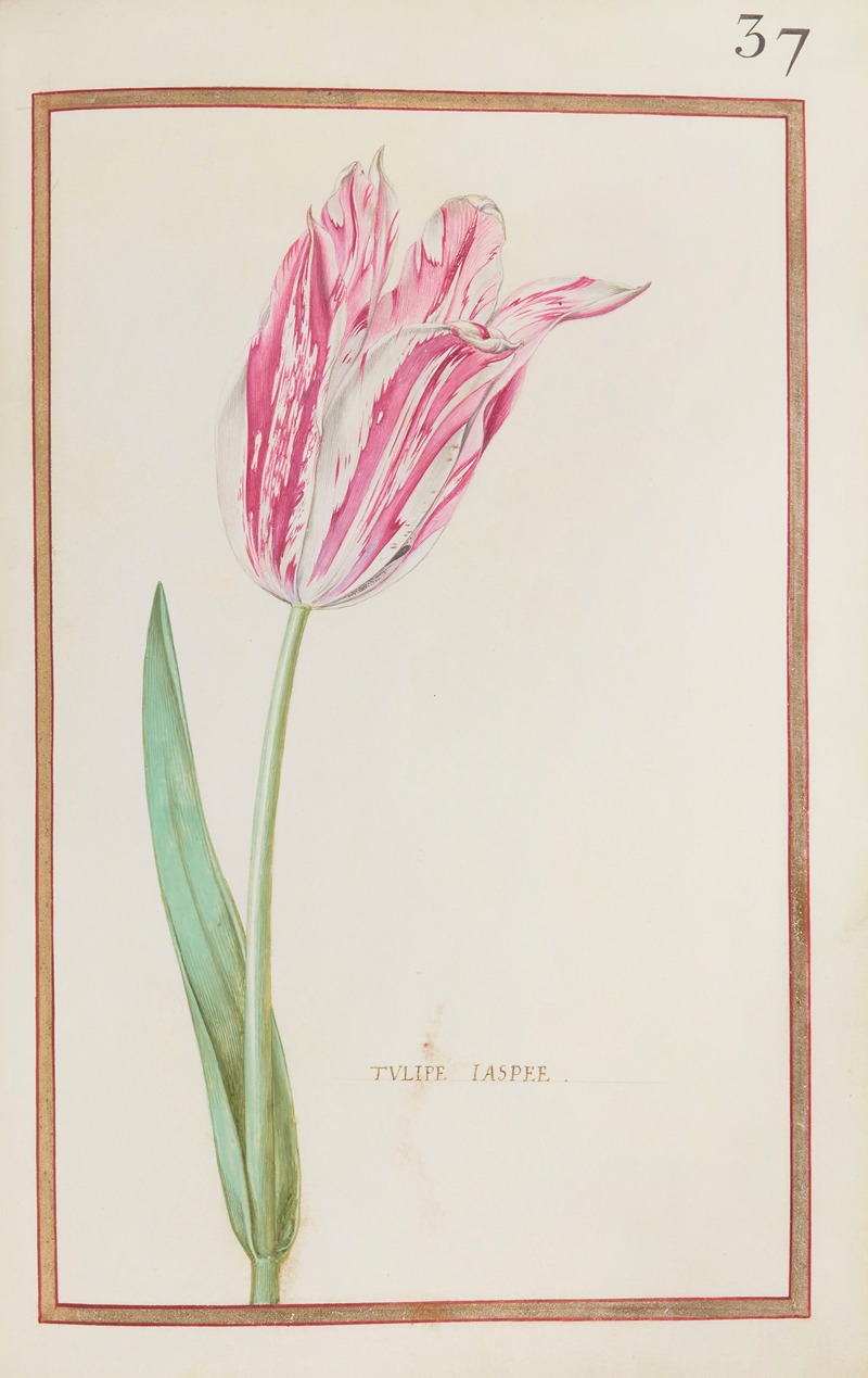 Daniel Rabel - Tulipe jaspee