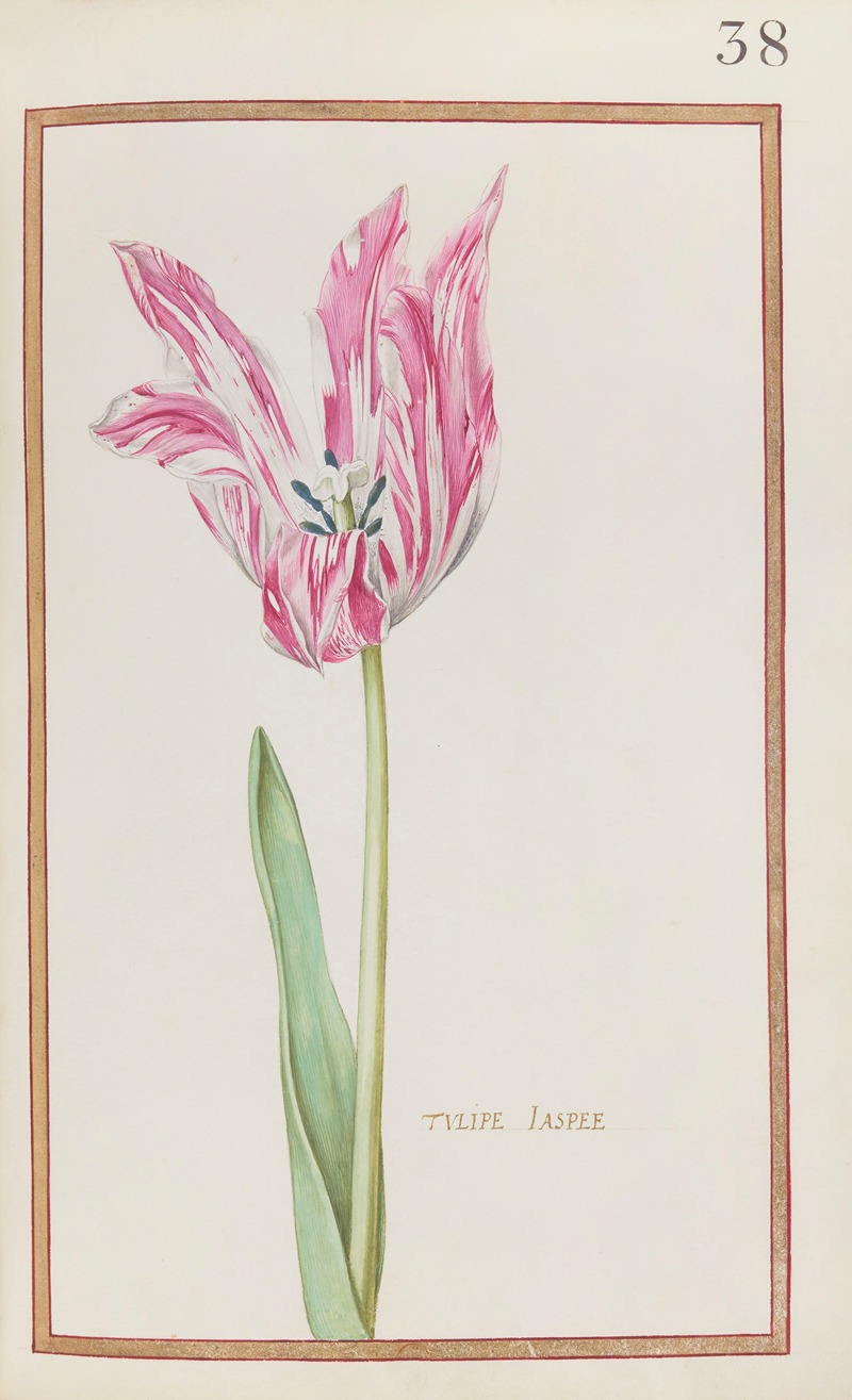 Daniel Rabel - Tulipe jaspee