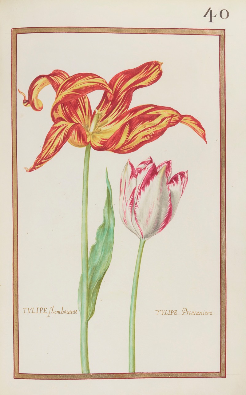 Daniel Rabel - Tulipe flamboiante