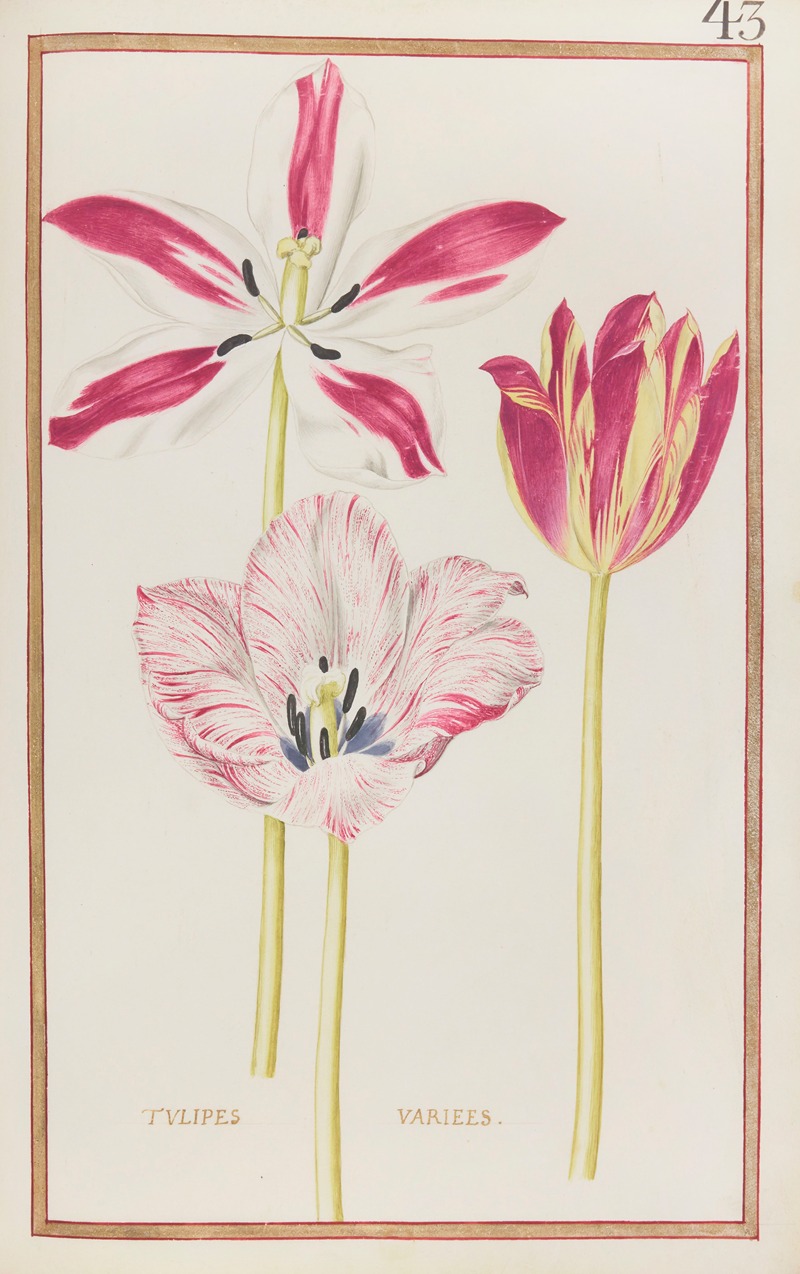 Daniel Rabel - Tulipes variees