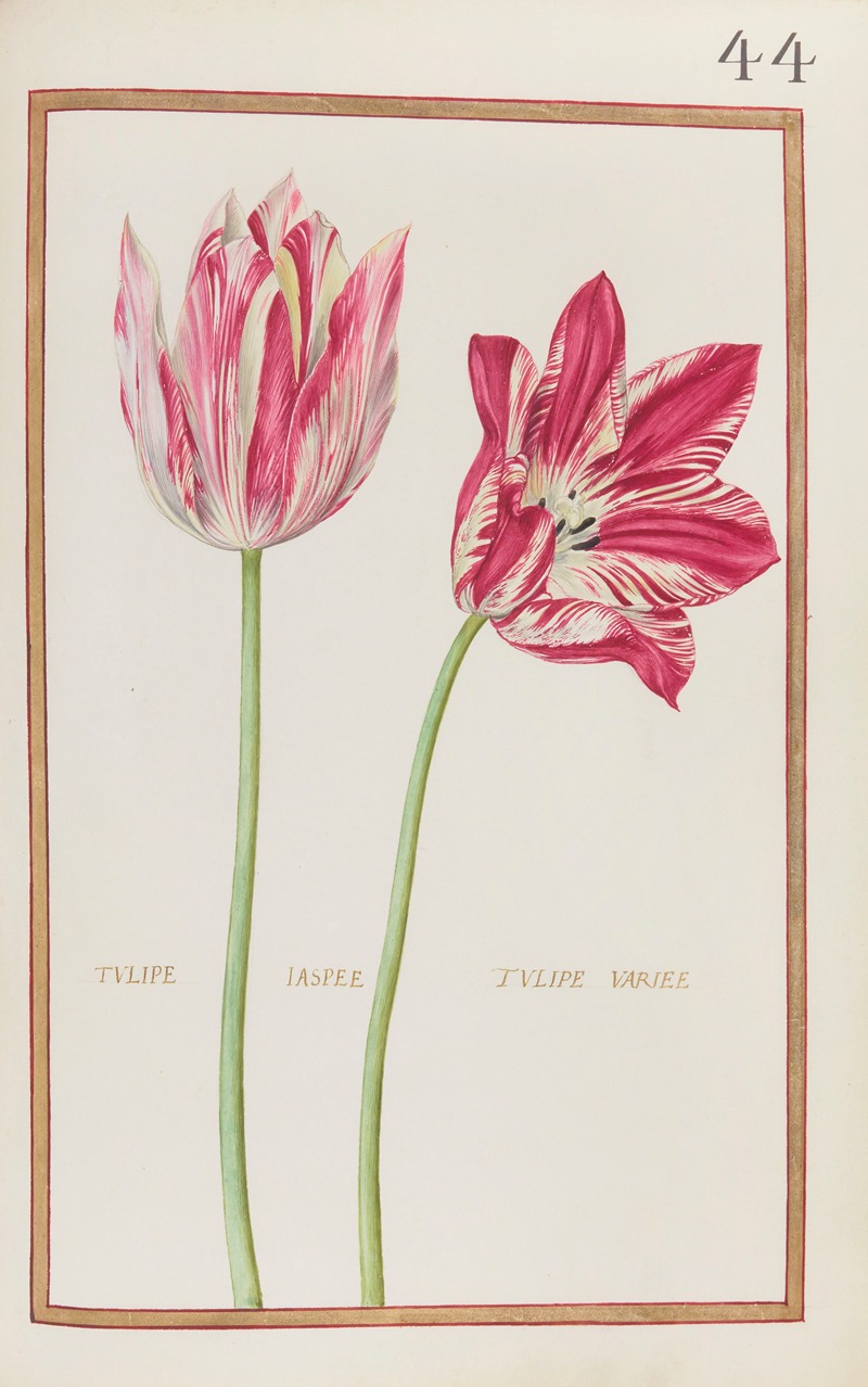Daniel Rabel - Tulipe jaspee ; tulipe variee