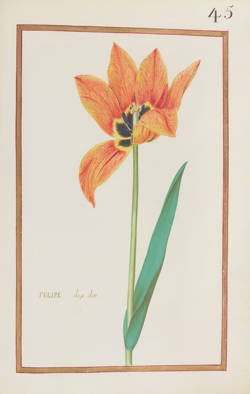 Daniel Rabel - Tulipe drp dor