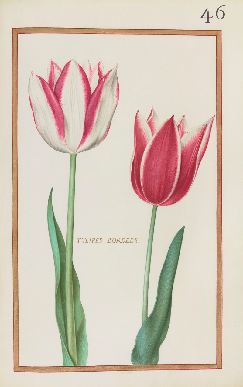 Daniel Rabel - Tulipes bordees