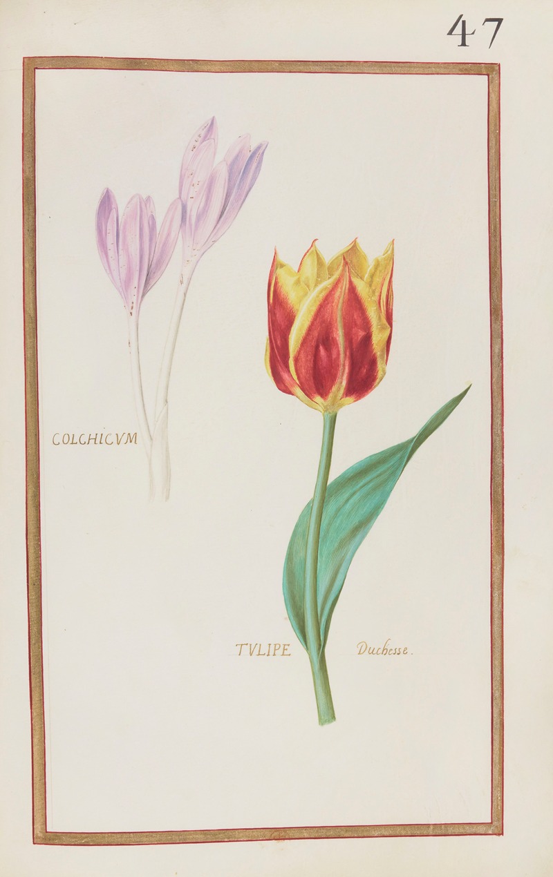 Daniel Rabel - Colchicum ; tulipe duchesse
