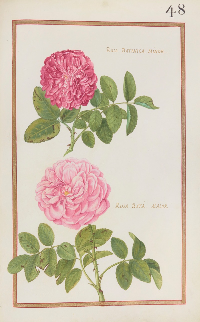 Daniel Rabel - Rosa batavica minor ; rosa bata. maior