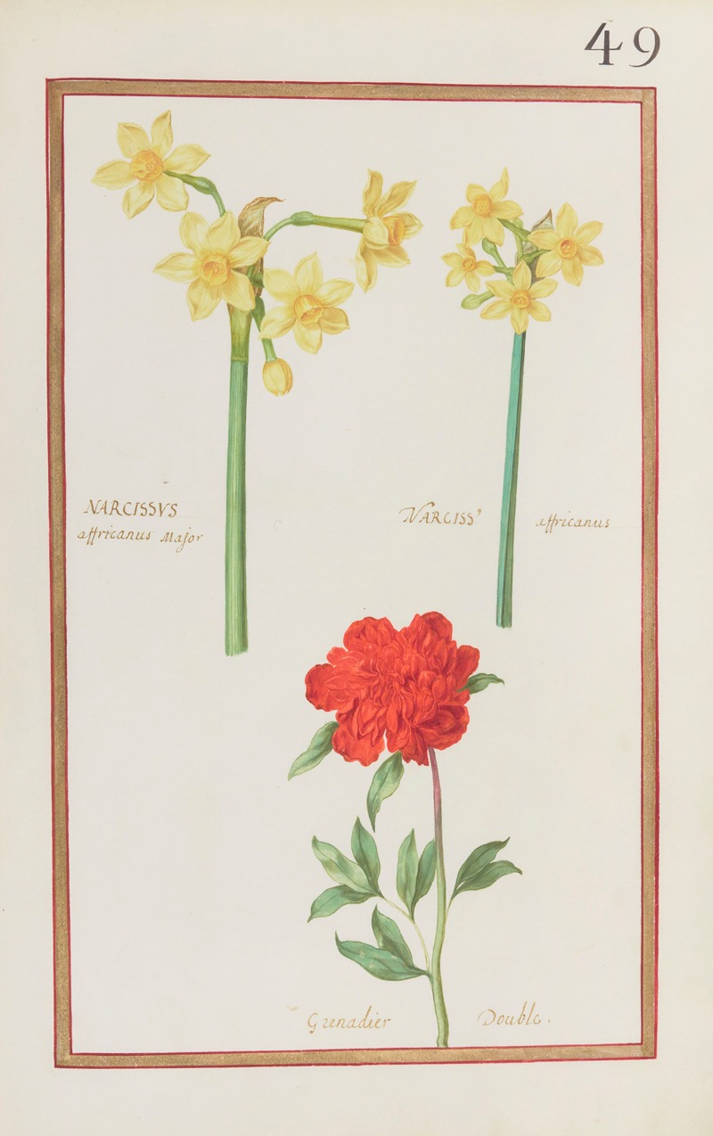 Daniel Rabel - Narcissus africanus major ; narciss. africanus ; grenadier double
