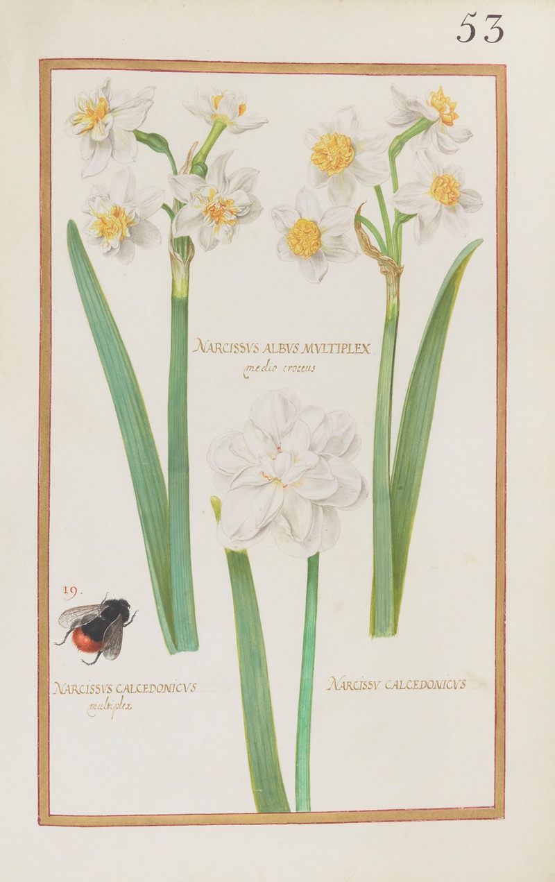 Daniel Rabel - Narcissus albus multiplex medio croceus ; narcissus calcedonicus multiplex ; narcissus calcedonicus