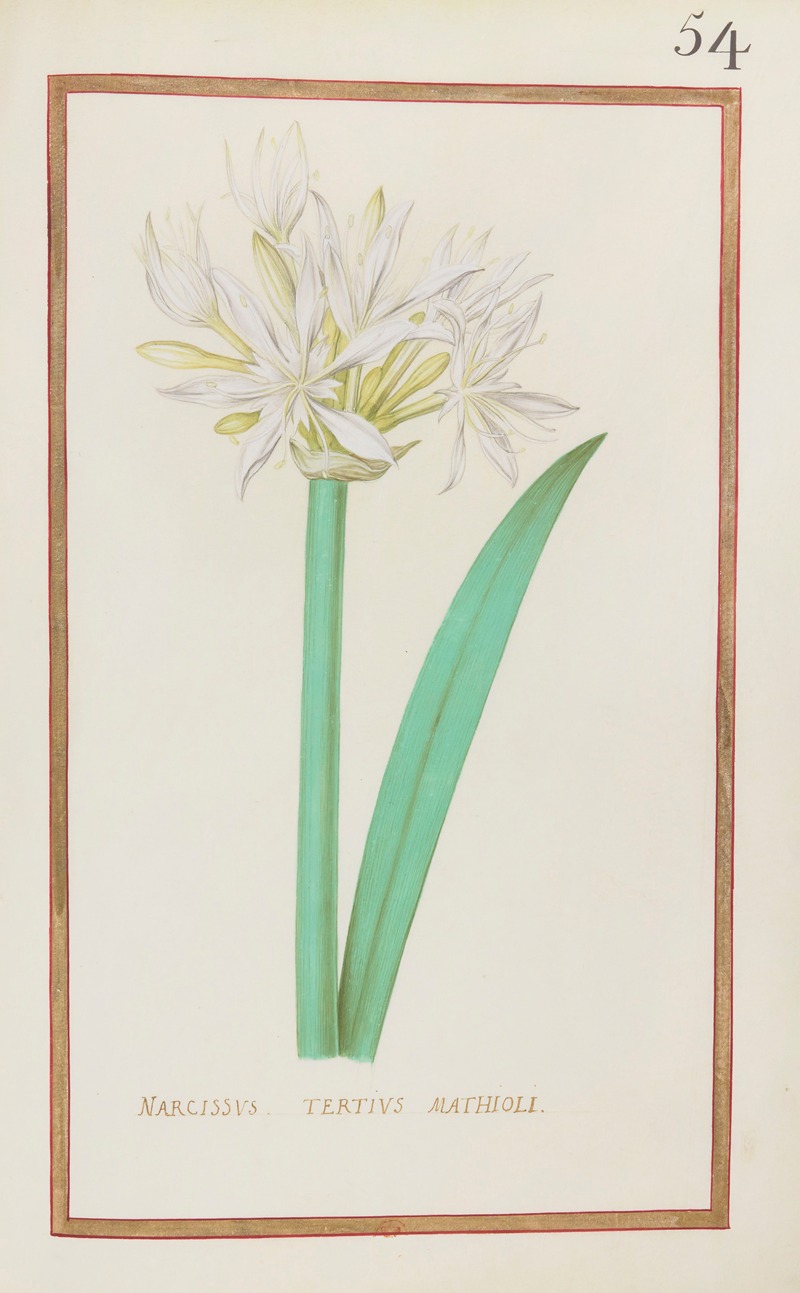 Daniel Rabel - Narcissus tertius mathioli