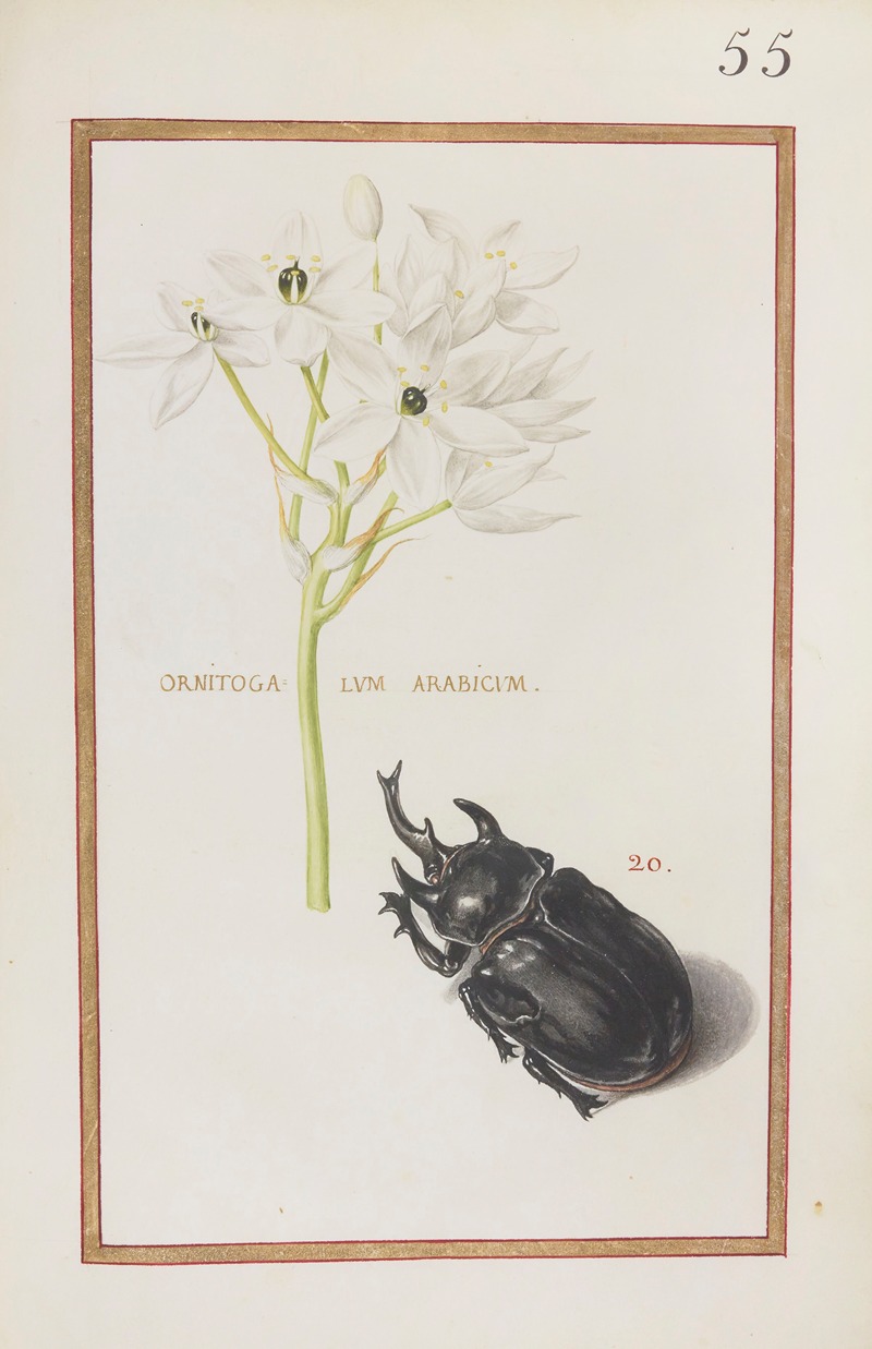 Daniel Rabel - Ornitogalum arabicum