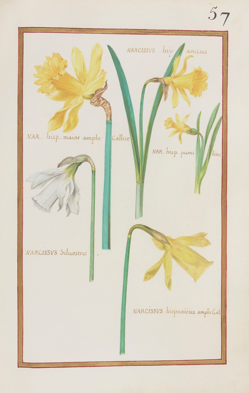 Daniel Rabel - Narcissus hipanicus ; nar. hisp. maior amplo callice ; nar. hisp. pumilius ; narcissus silvestris