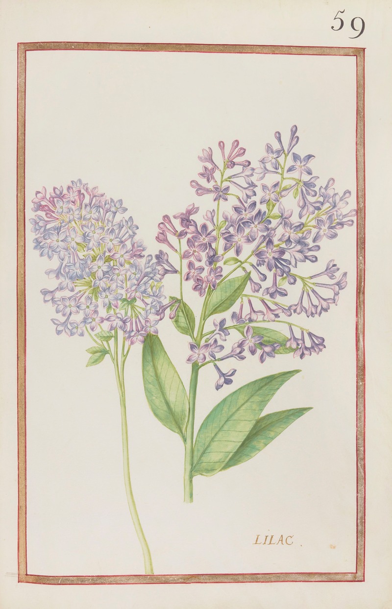 Daniel Rabel - Lilac