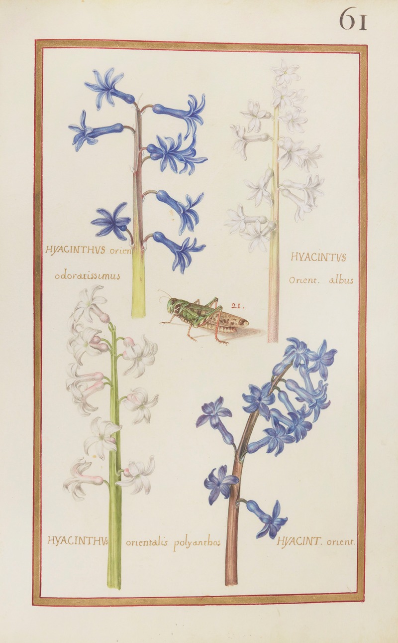 Daniel Rabel - Hyacinthus orien. odoratissimus ; hyacinthus orient. albus ; hyacinthus orientalis polyanthos ; hyacin. orient