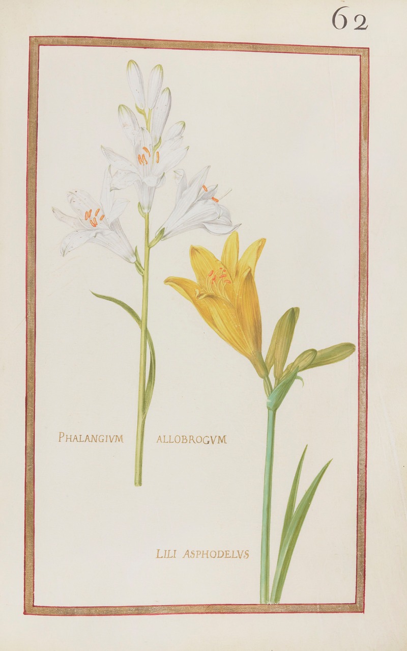 Daniel Rabel - Phalangium allobrogum ; lili asphodelus