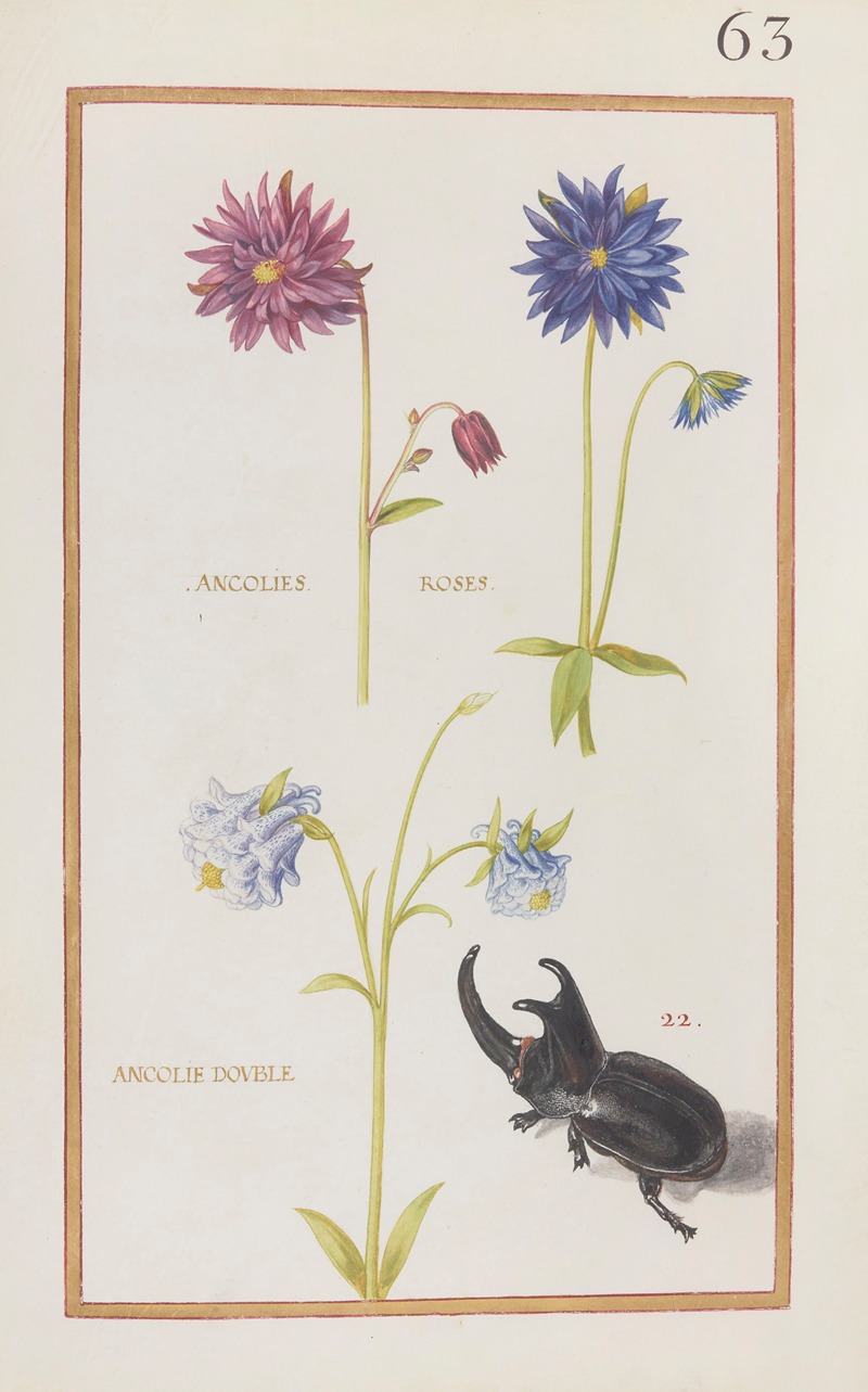 Daniel Rabel - Ancolies roses; ancolie double