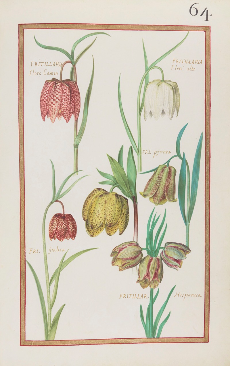 Daniel Rabel - Fritillaria flore cameo ; fritillaria floré albo ; fri. pyrenea ; fri. italica ; fritillar. hispanica