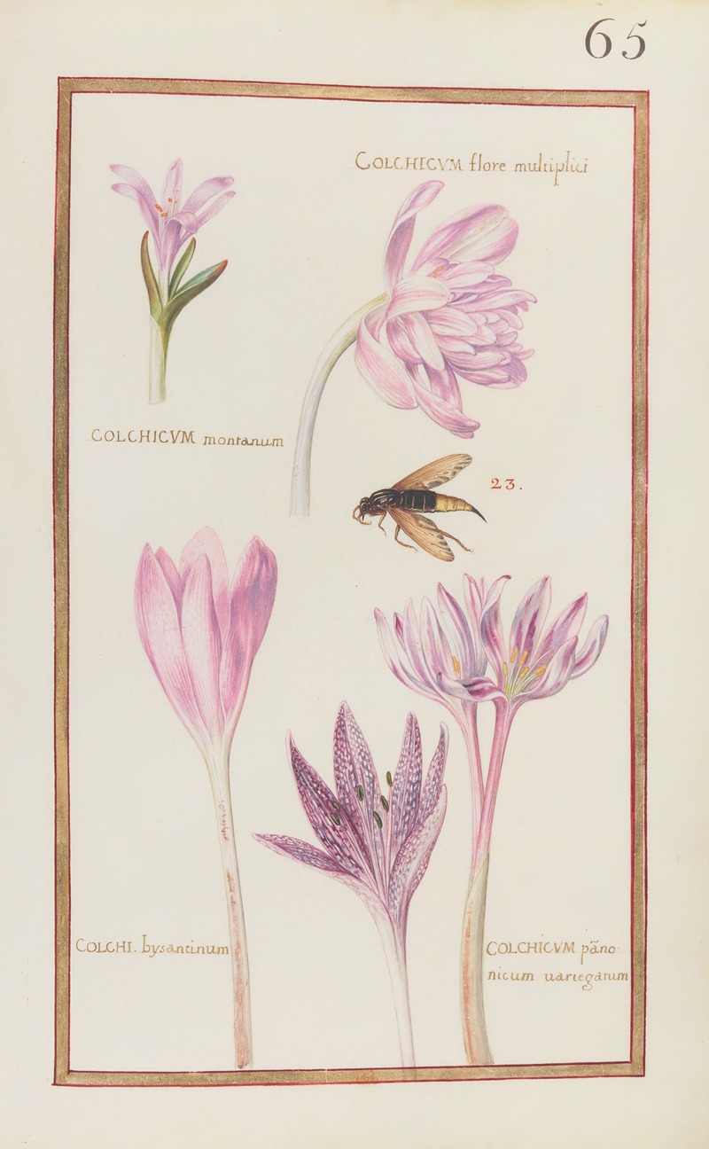 Daniel Rabel - Colchicum flore multiplici; colchicum montanum ; colchi. bysantinum ; colchicum panonicum variegatum