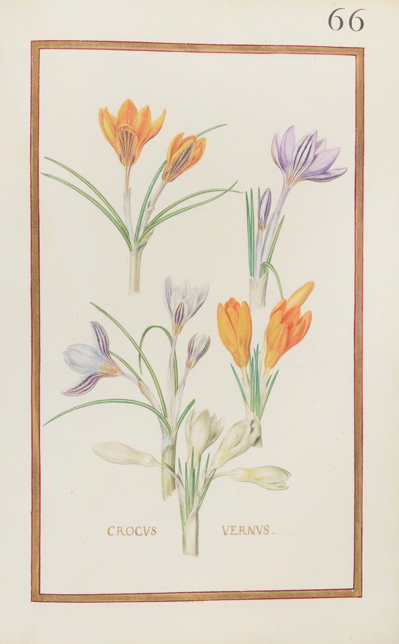 Daniel Rabel - Crocus vernus
