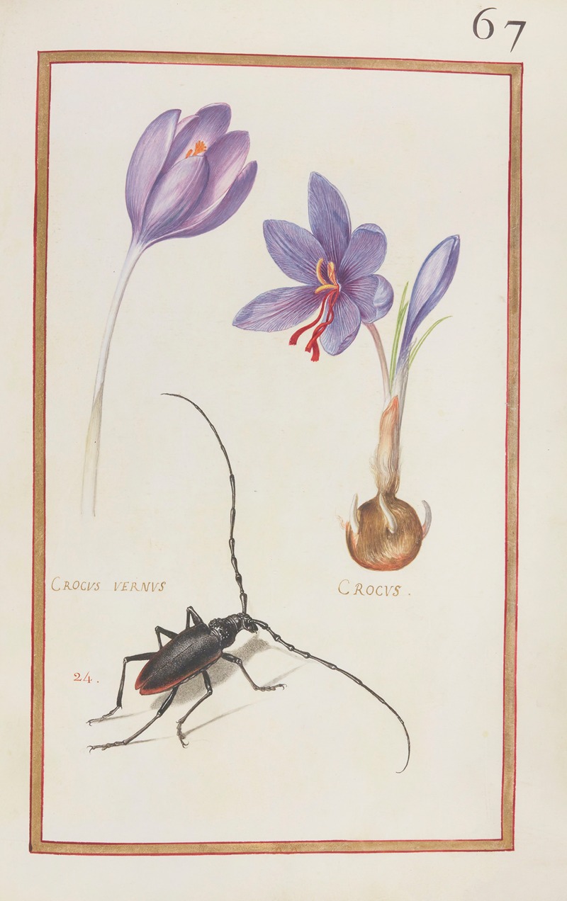 Daniel Rabel - Crocus vernus ; crocus