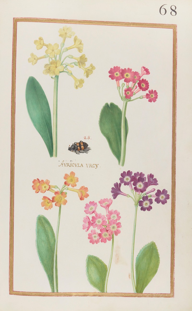 Daniel Rabel - Auricula urcy