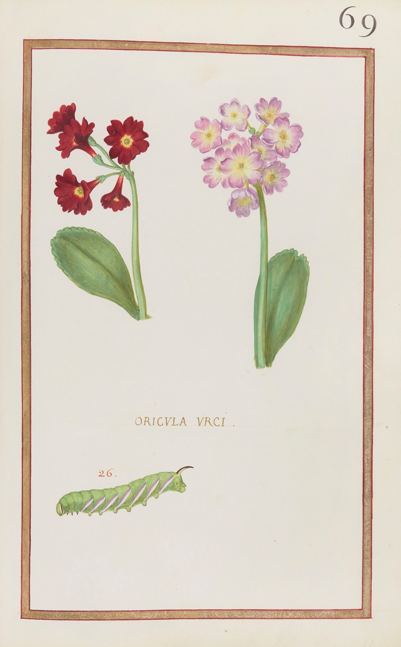 Daniel Rabel - Oricula urci