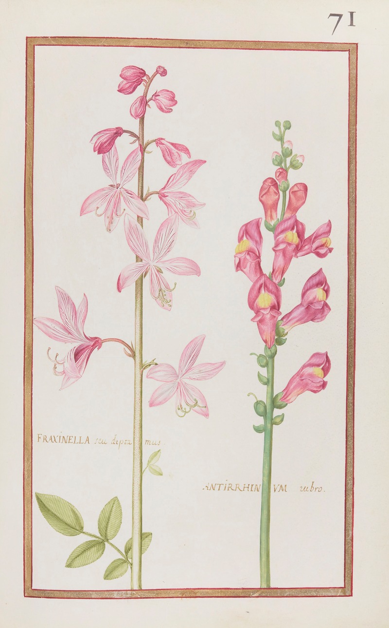Daniel Rabel - Fraxinella seu diptamus ; antirrhinum rubro