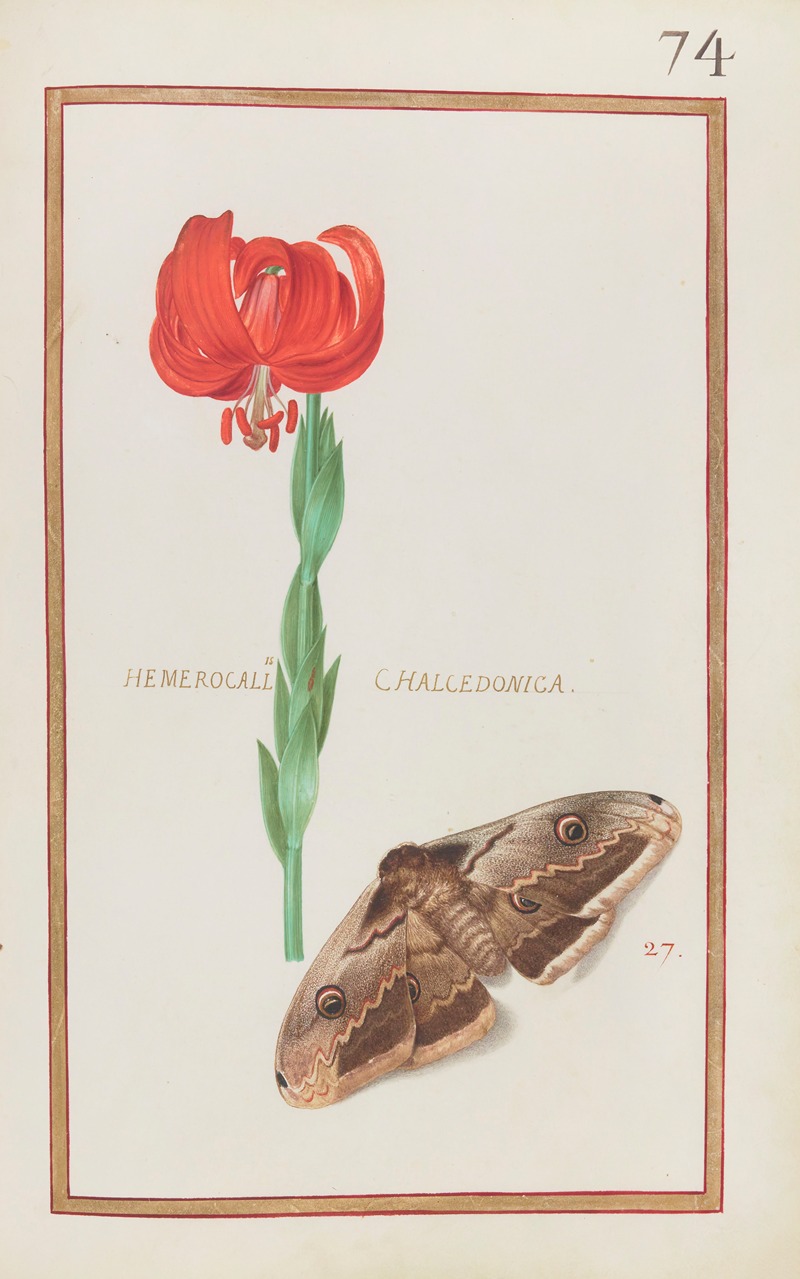 Daniel Rabel - Hemerocallis chalcedonica