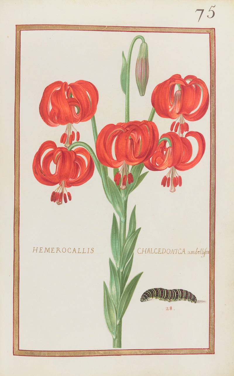 Daniel Rabel - Hemerocallis chalcedonica umbellifera