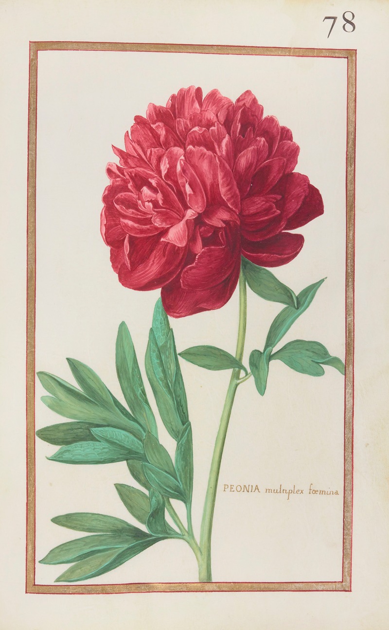 Daniel Rabel - Peonia multiplex foemina