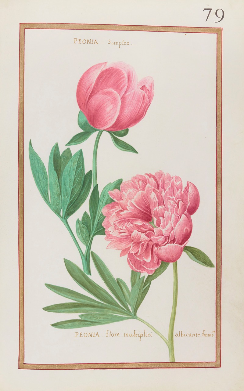 Daniel Rabel - Peonia simplex ; peonia flore multiplici albicante foemina