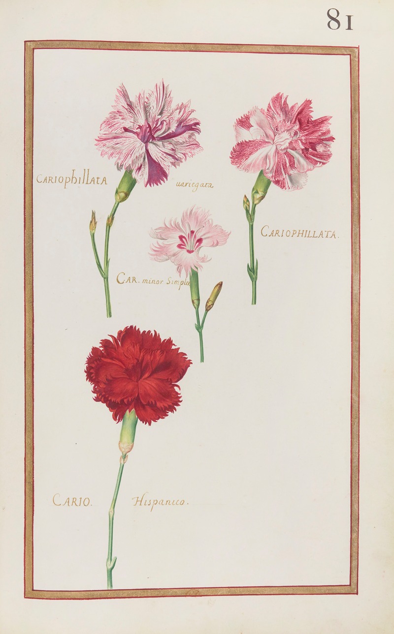 Daniel Rabel - Cariophillata variegata ; cariophillata ; car. minor simplex ; cario. Hispanica