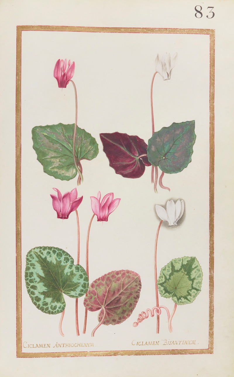 Daniel Rabel - Ciclamen anthiochenum ; ciclamen bisantinum