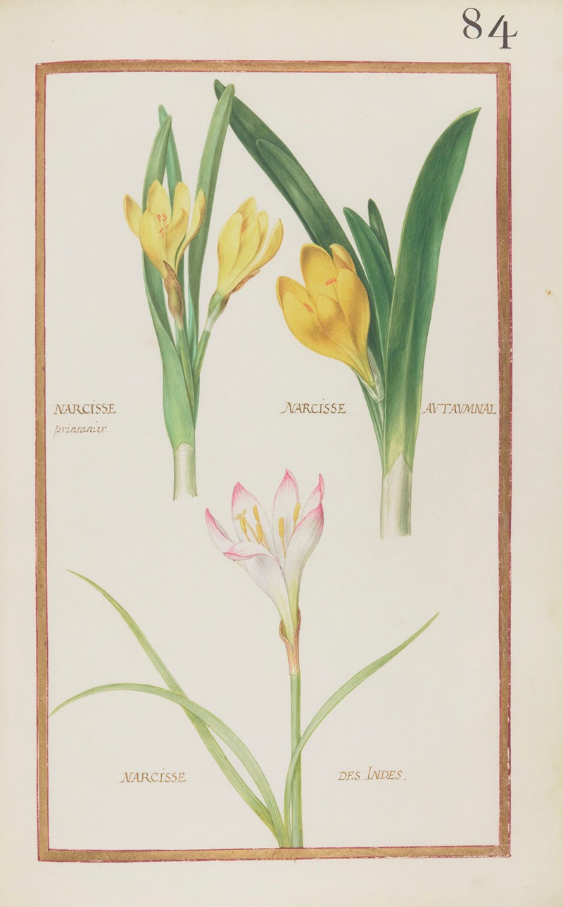 Daniel Rabel - Narcisse printanier ; narcisse autaumnal ; narcisse des Indes
