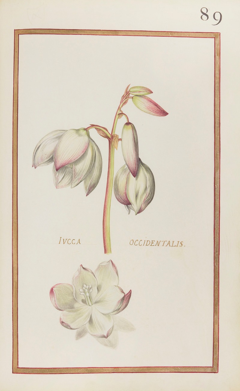 Daniel Rabel - Iucca occidentalis