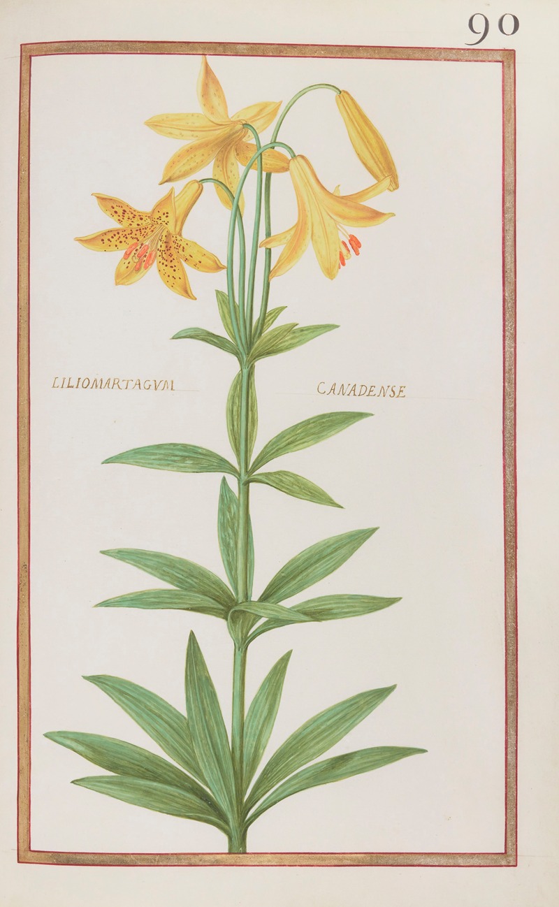 Daniel Rabel - Liliomartagum canadense