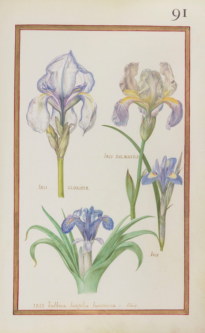 Daniel Rabel - Iris dalmatica ; iris glorieux ; iris ; iris bulbosa latifolia lusitanica. I. Clussi
