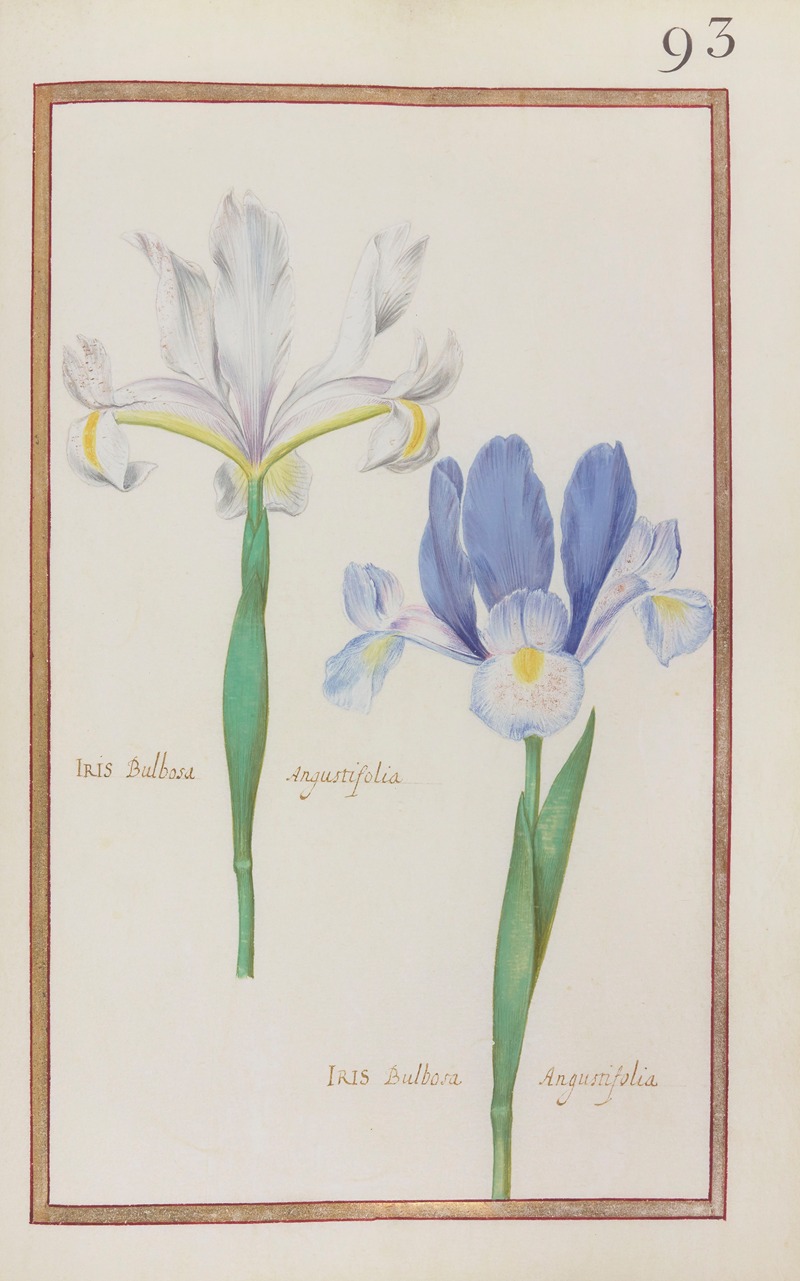 Daniel Rabel - Iris bulbosa angustifolia ; iris bulbosa angustifolia