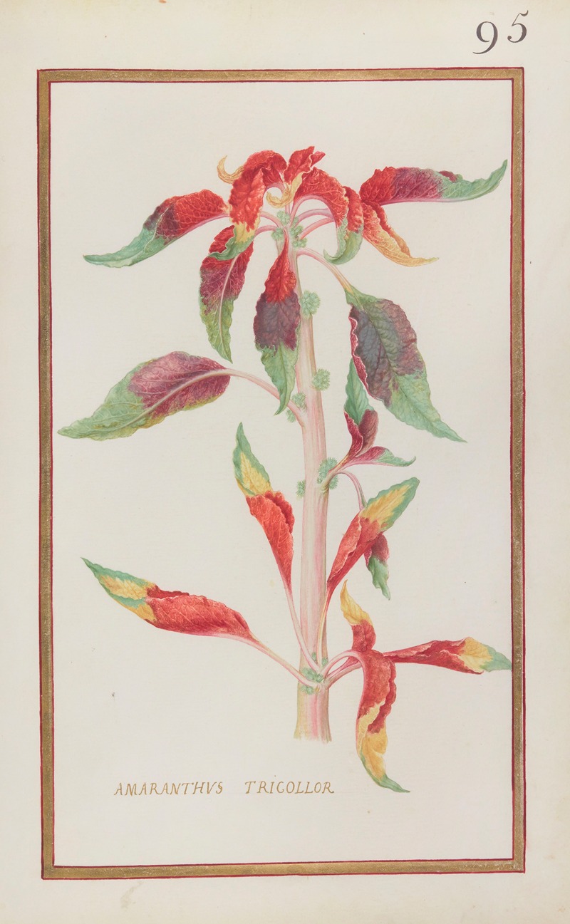 Daniel Rabel - Amaranthus tricollor