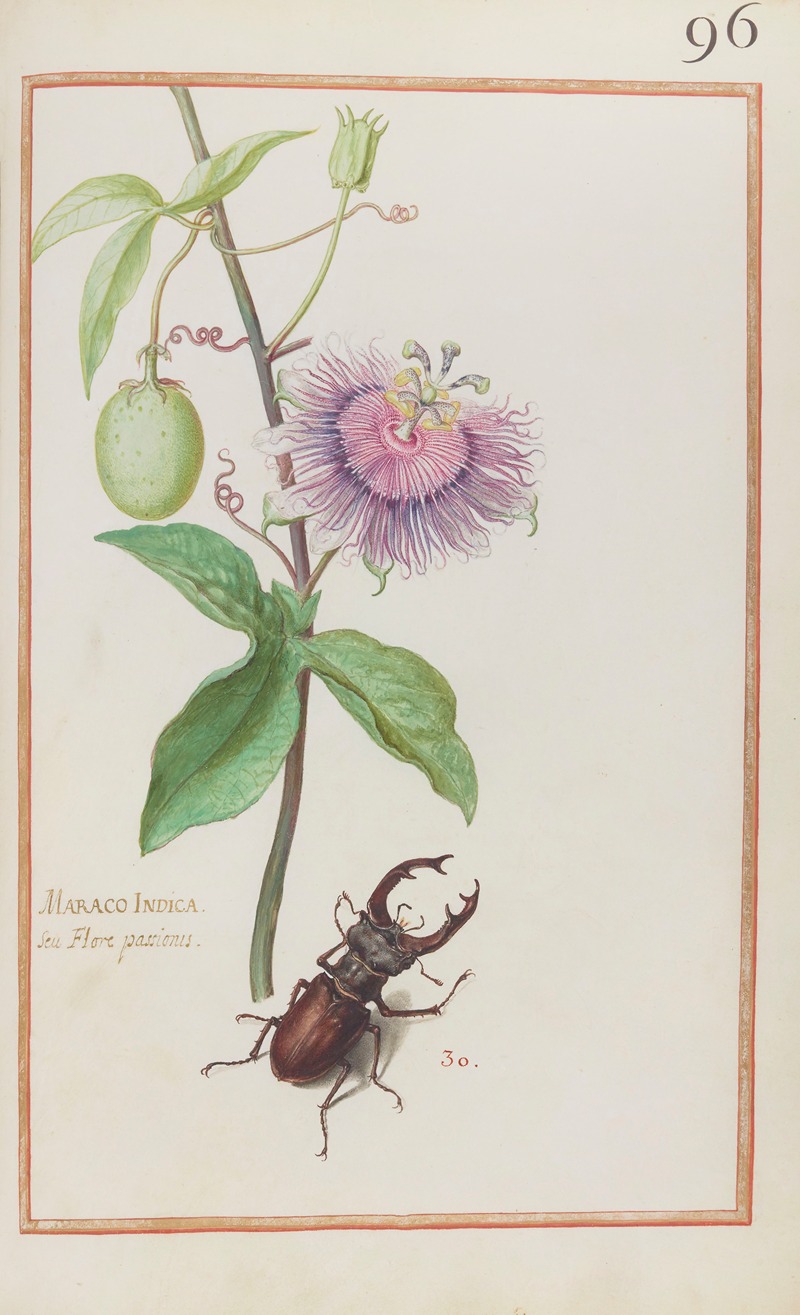 Daniel Rabel - Maraco indica seu flore passionis