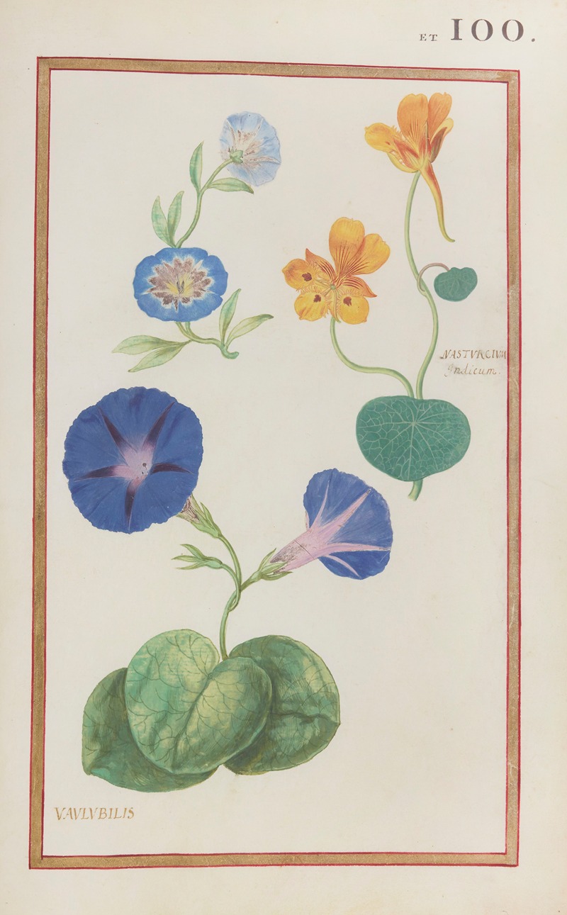 Daniel Rabel - Nasturcium indicum ; vaulubilis