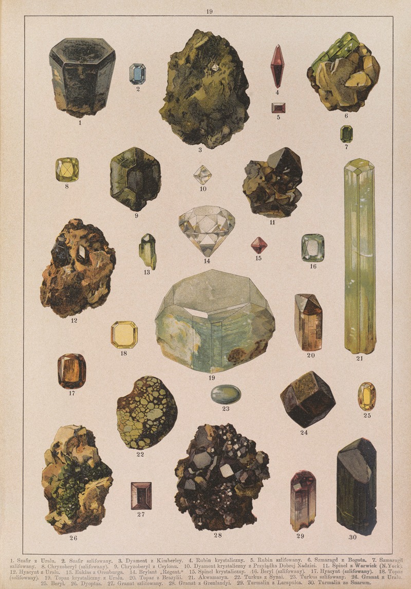 Feliks Wermiński - Historya naturalna w obrazach Pl.19