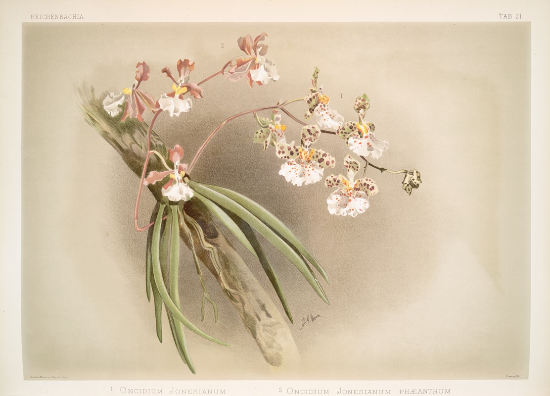 Frederick Sander - 1. Oncidium jonesianum. 2. Oncidium jonesianum haeanthum.