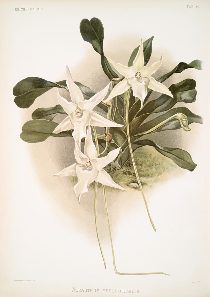 Frederick Sander - Aeranthus sesquipedalis.