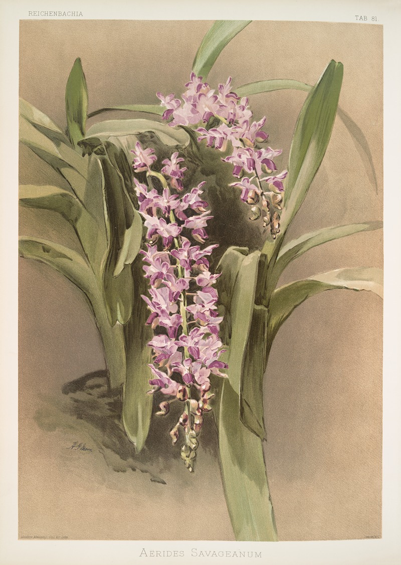 Frederick Sander - Aërides savageanum.