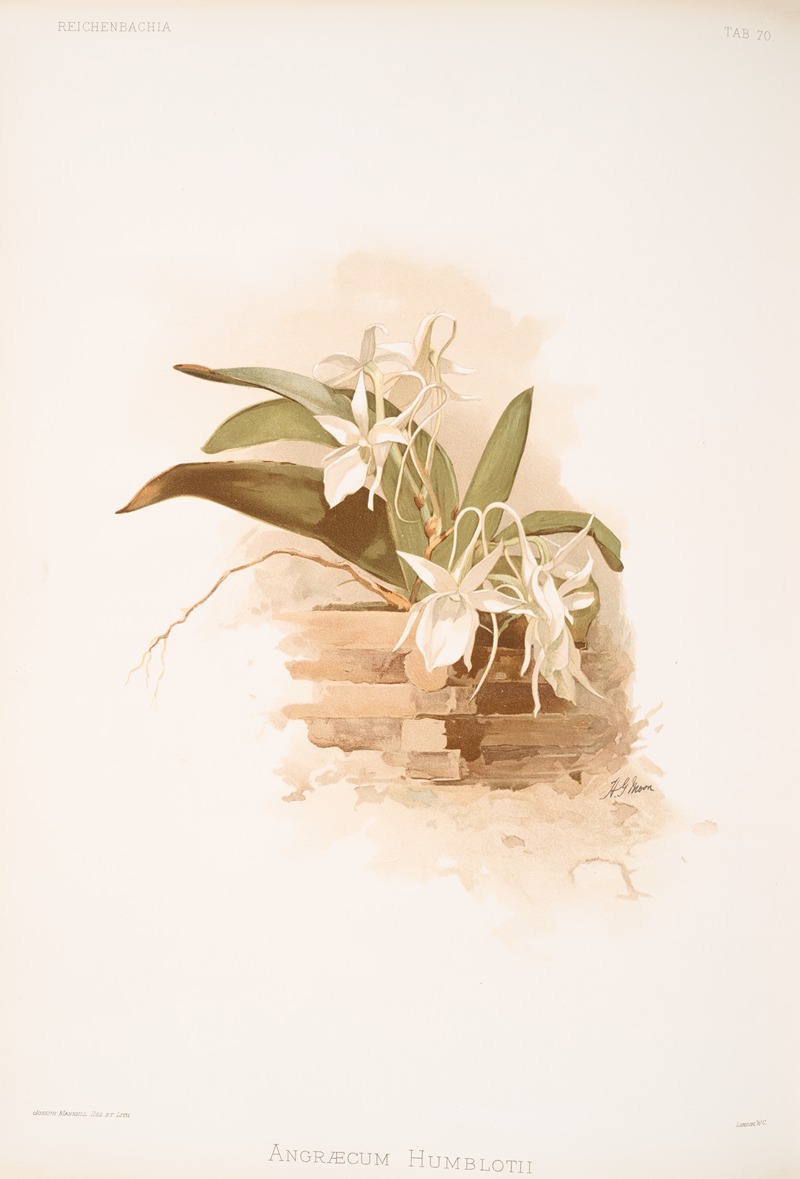 Frederick Sander - Angræcum humblotii.