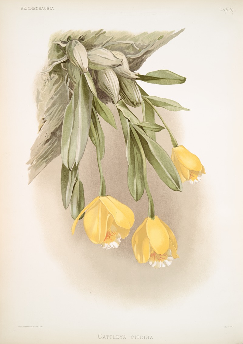 Frederick Sander - Cattleya citrina.
