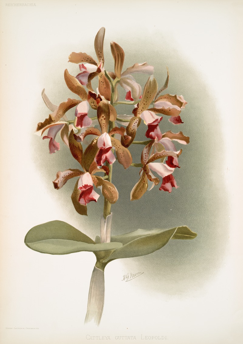 Frederick Sander - Cattleya guttata leopoldi.