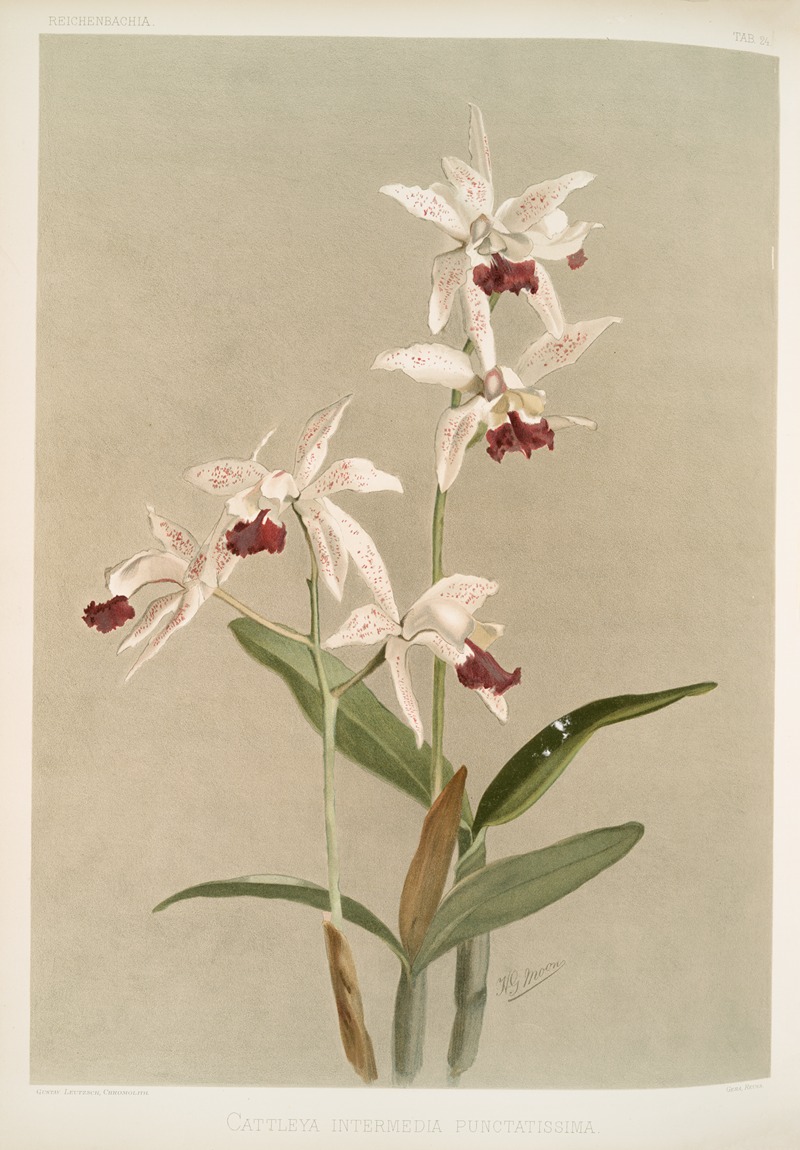 Frederick Sander - Cattleya intermedia punctatissima.
