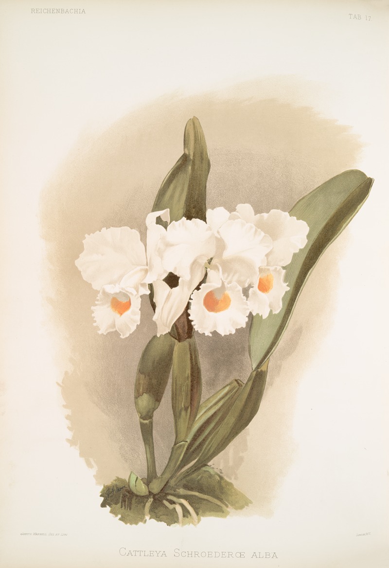 Frederick Sander - Cattleya schroederoe alba