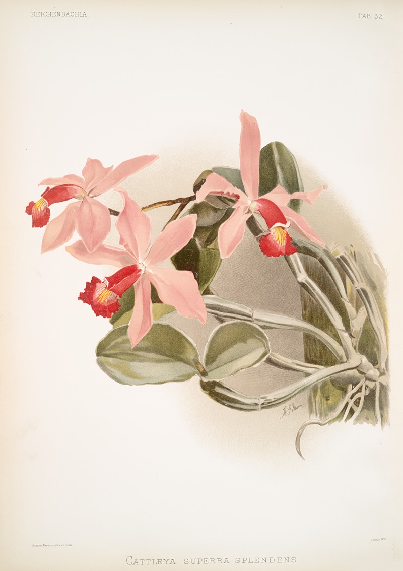 Frederick Sander - Cattleya superba splendens.